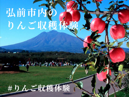 弘前市内のりんご収穫体験