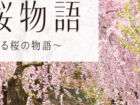 弘前桜物語～七にまつわる桜の物語～