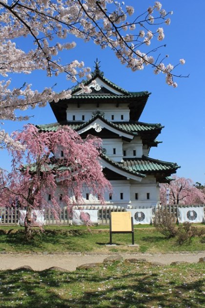 弘前城さくら