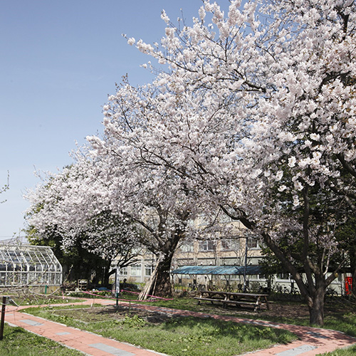 弘前の桜がすごいワケ