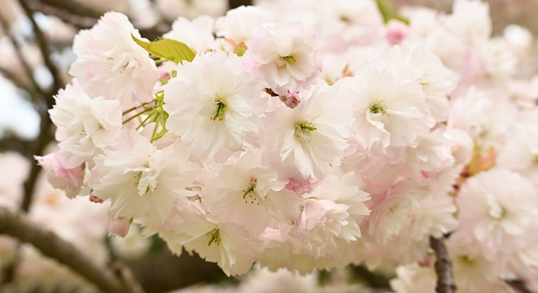 今、あなたに見てほしい弘前公園の桜7選、「弘前七桜」