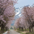 Cherry-Lined Road 